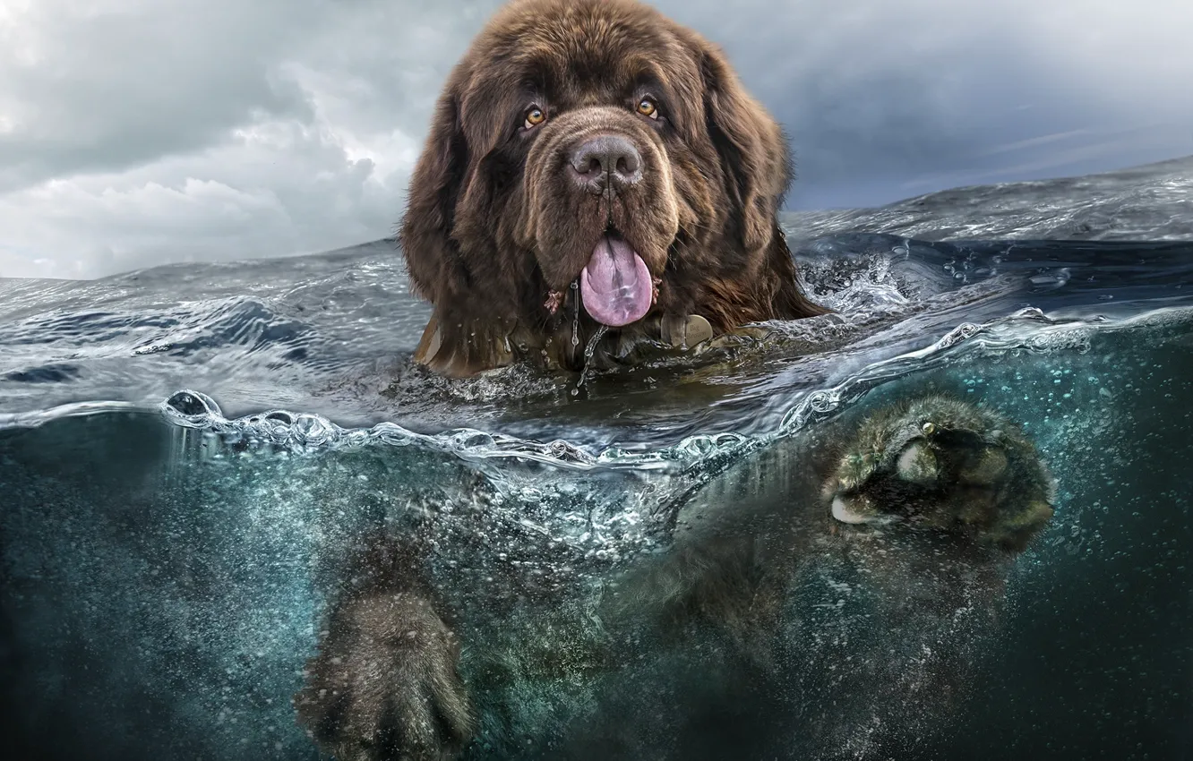 Photo wallpaper Dog, Water, Dogs, Sea, Animals, Animal