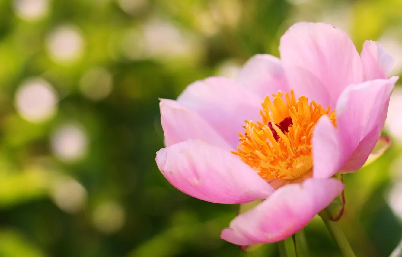 Photo wallpaper flower, summer, pink, focus, peony