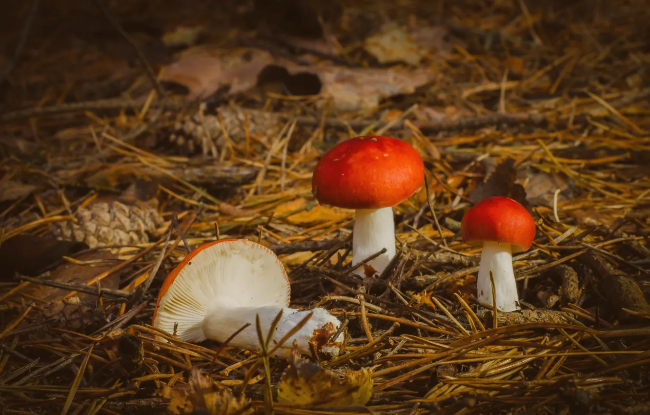 Photo wallpaper autumn, nature, mushrooms
