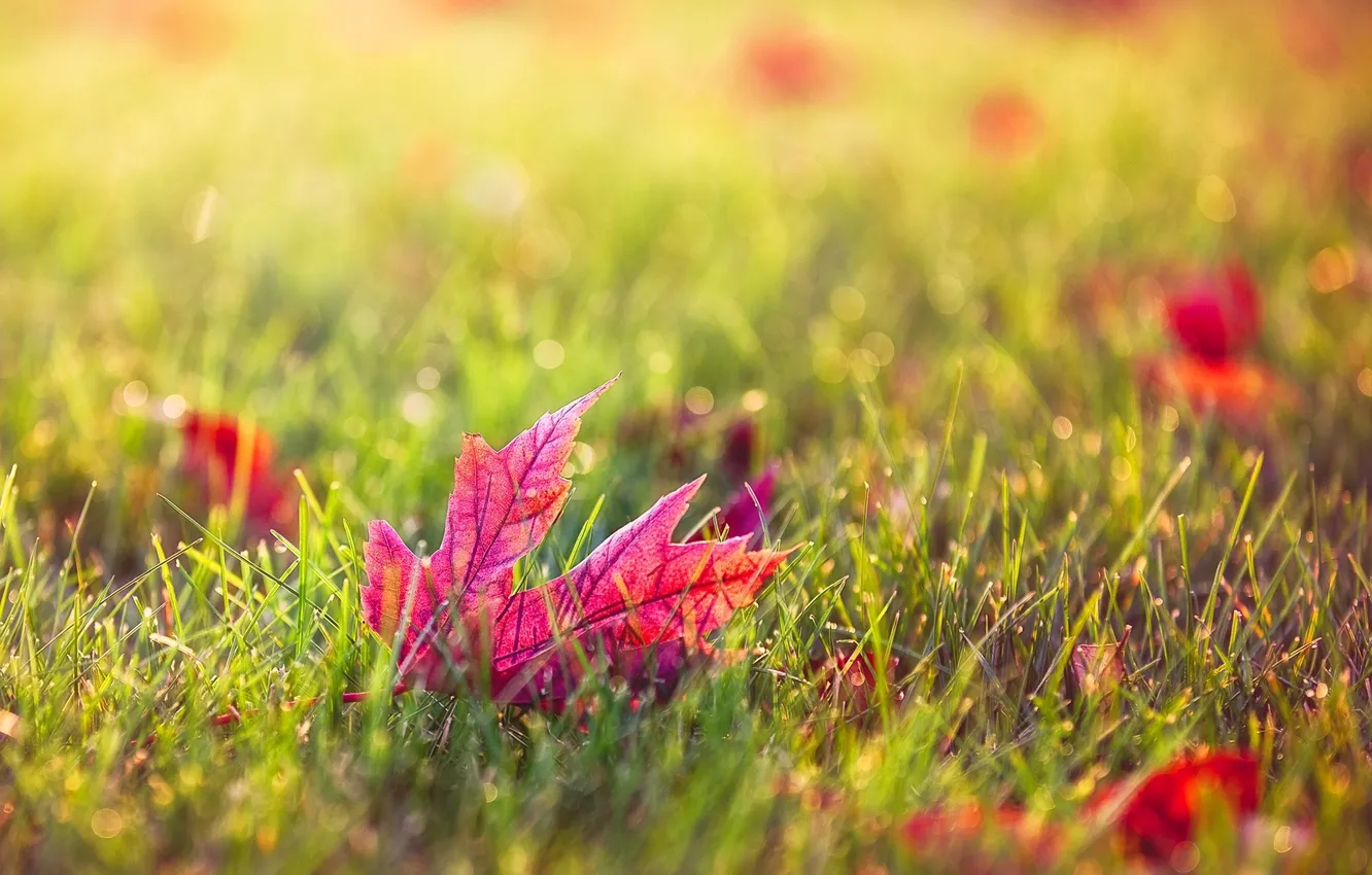 Photo wallpaper autumn, grass, leaves, macro, nature, sheet, Burgundy