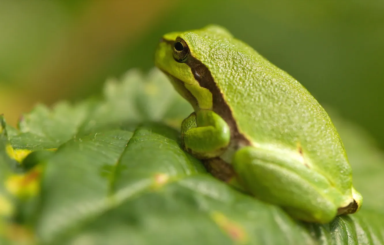 Photo wallpaper macro, nature, frog