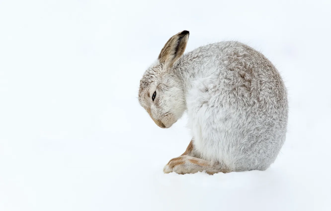 Photo wallpaper nature, background, Mountain Hare