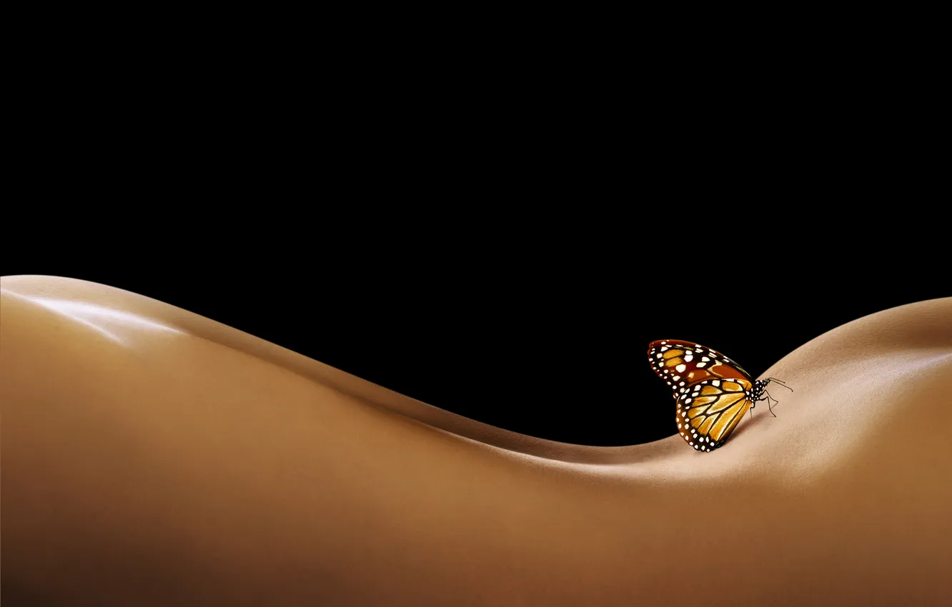 Photo wallpaper butterfly, back, curves