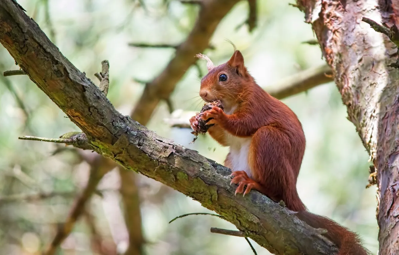 Photo wallpaper trees, branches, protein, red