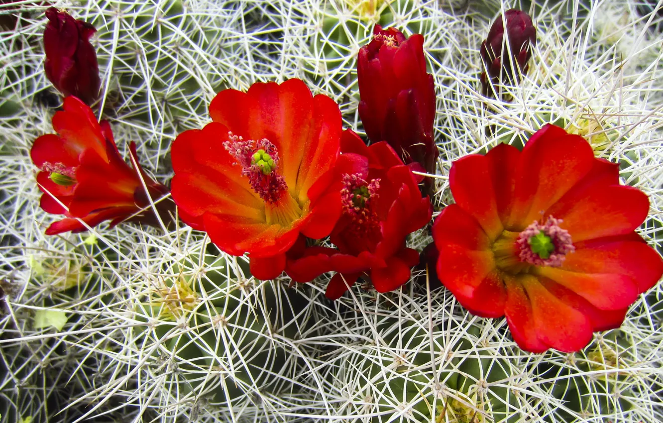 Photo wallpaper flowers, red, red, flowers, Cactus, cactus