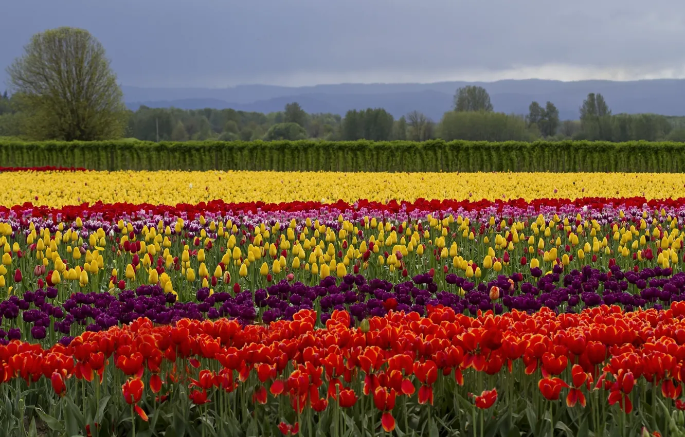 Photo wallpaper field, flowers, tulips