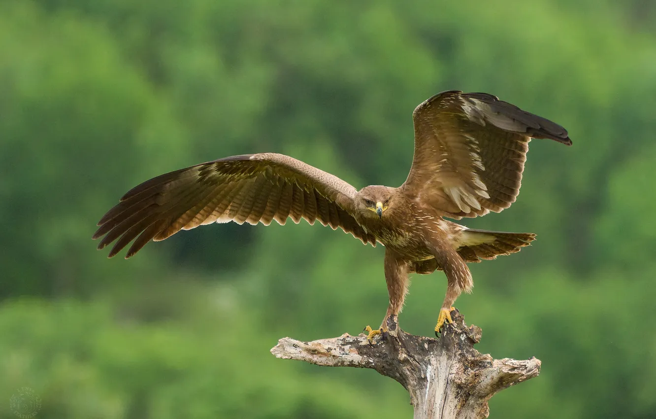 Photo wallpaper bird, predator, the rise, bokeh, flap, Lens and Feathers, Lesser Spotted Eagle, Evgeni Stefanov