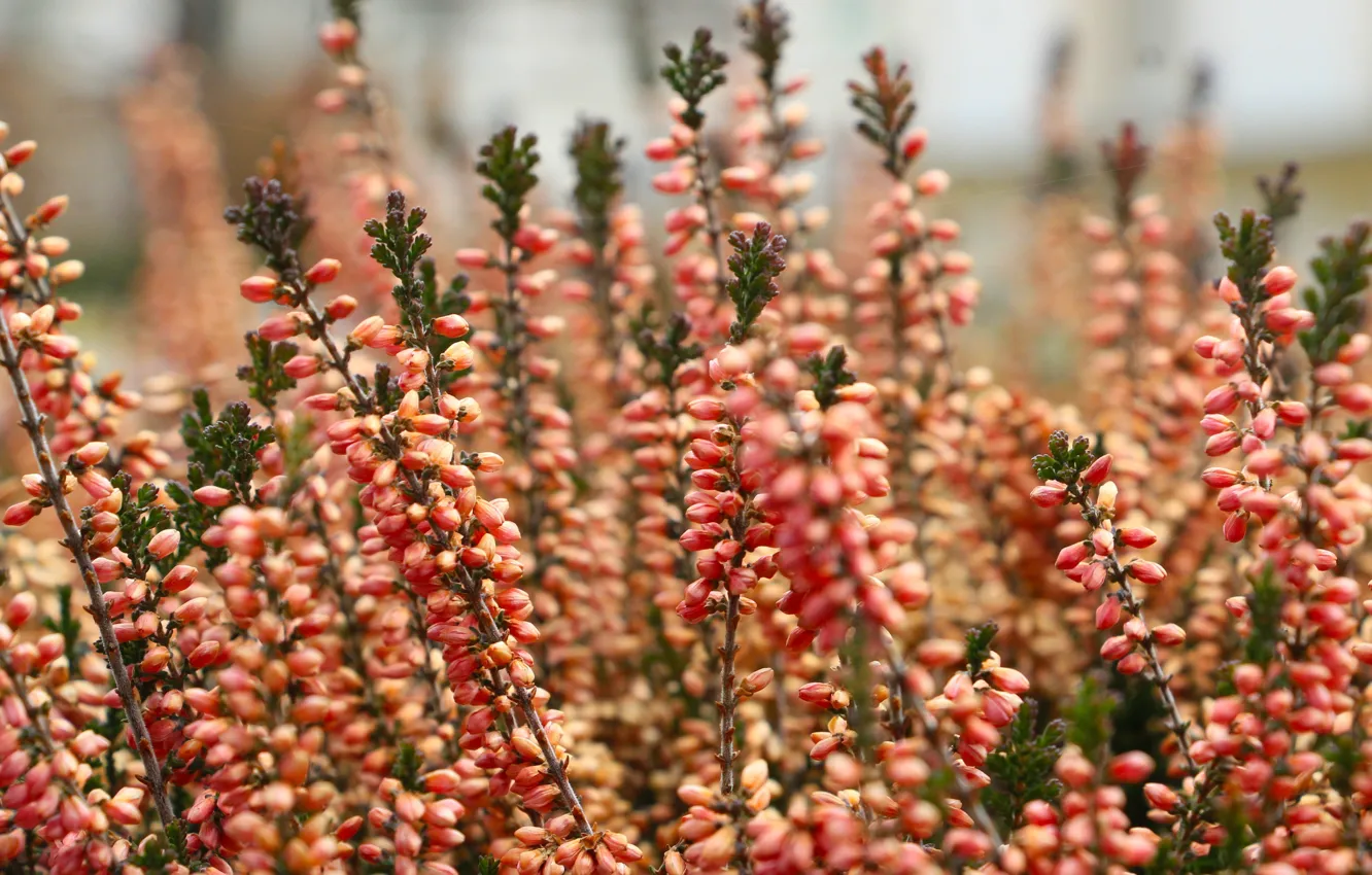 Photo wallpaper flower, garden, blooming