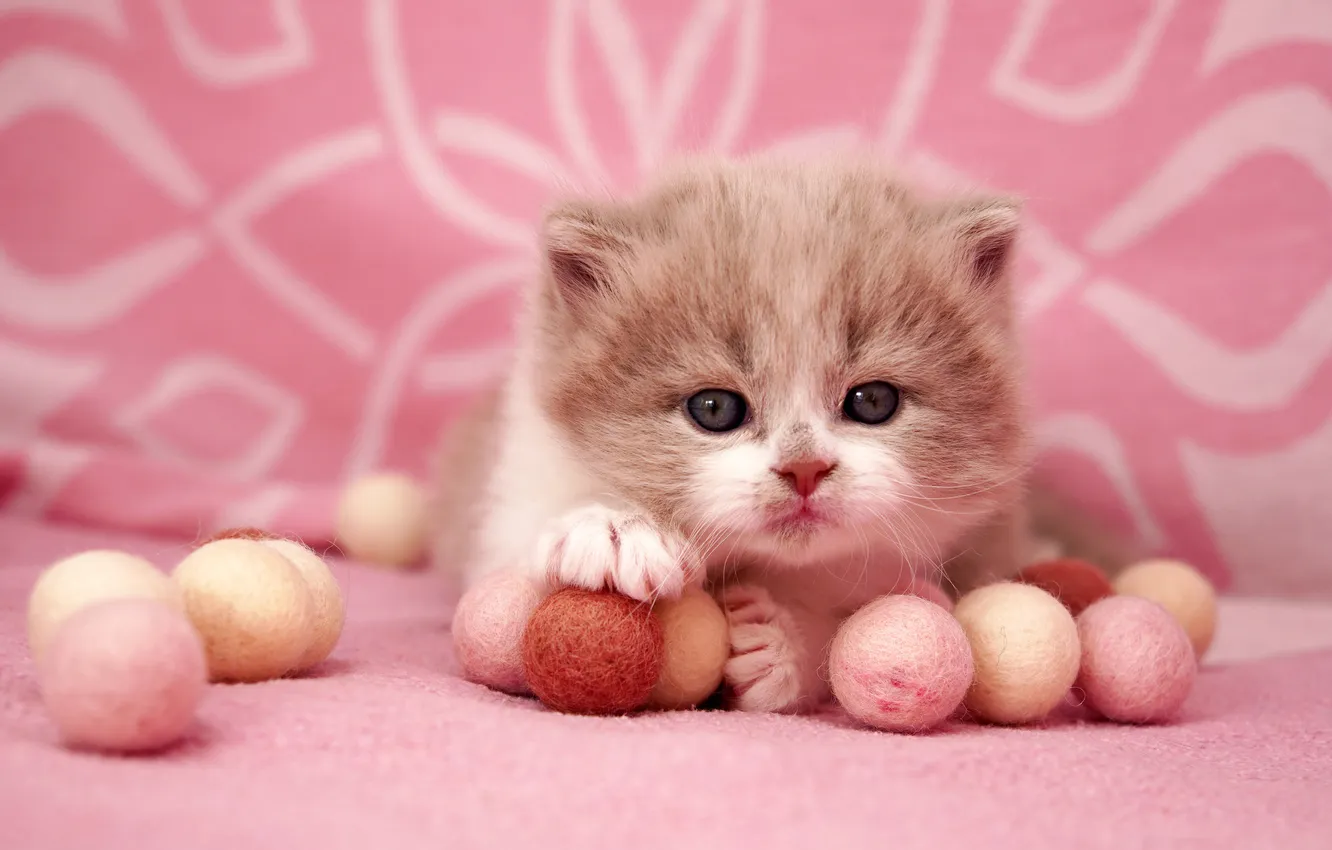 Photo wallpaper cat, look, balls, tangle, pose, the game, baby, lies