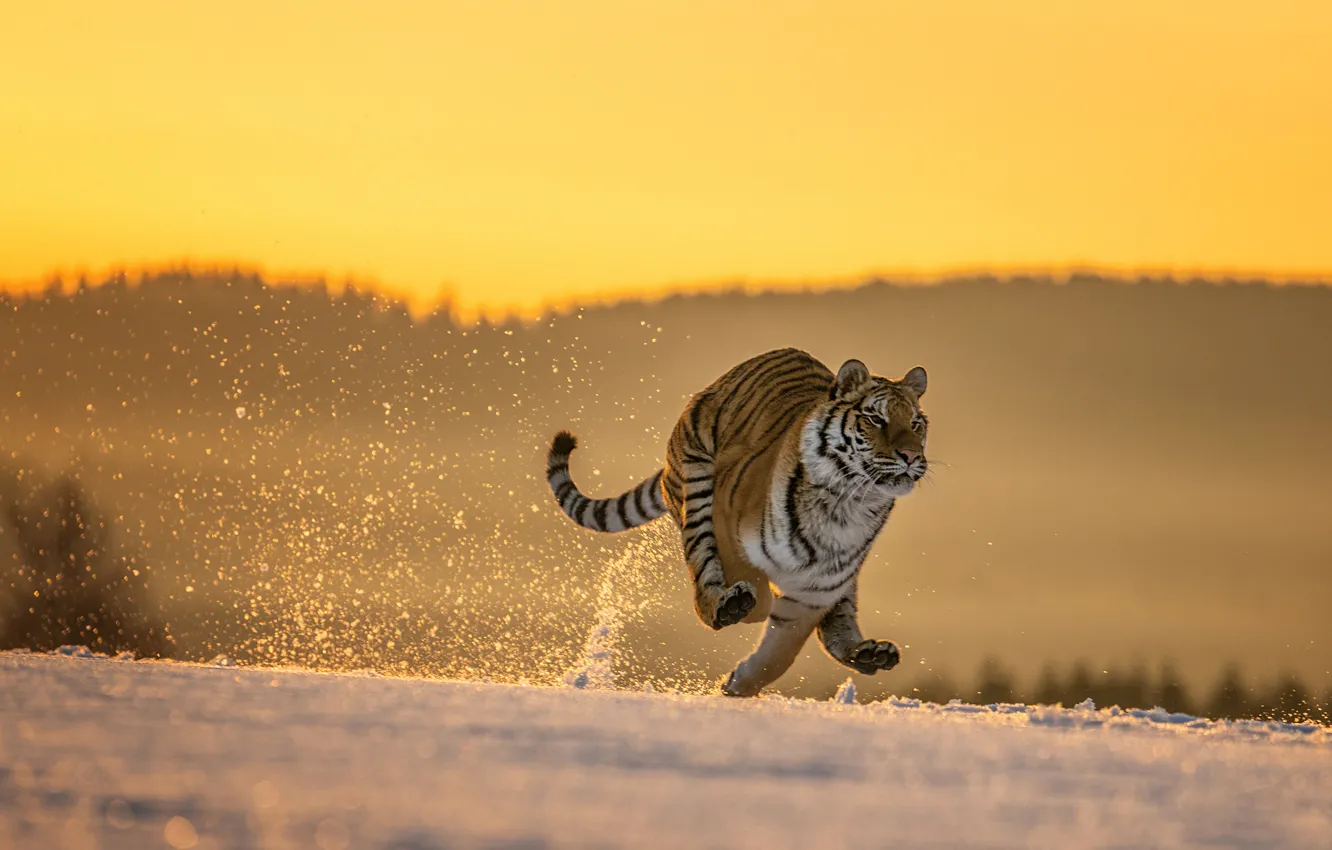 Photo wallpaper winter, field, forest, cat, snow, nature, tiger, pose