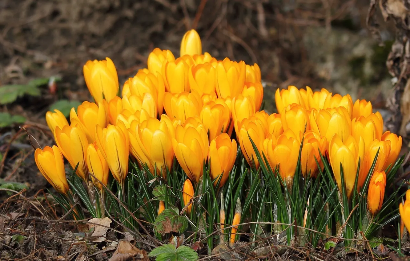 Photo wallpaper flowers, petals, crocuses