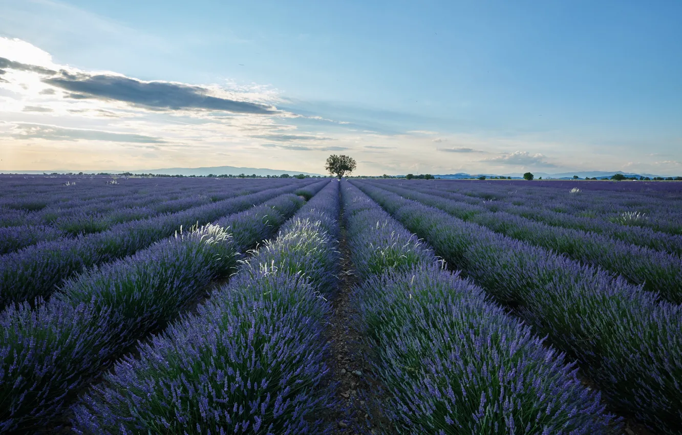 Photo wallpaper lavender, plantation, lavender field