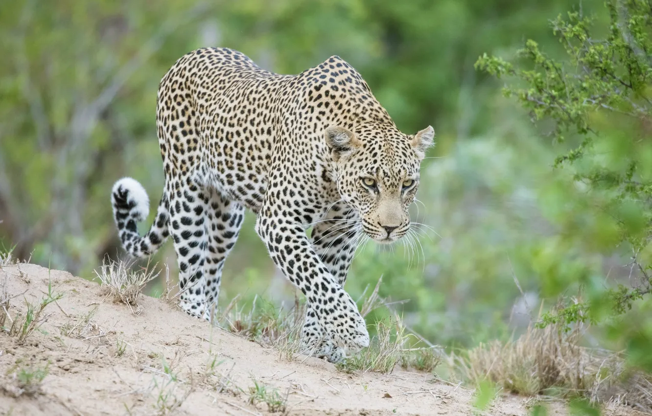 Photo wallpaper predator, leopard, Africa, wild cat