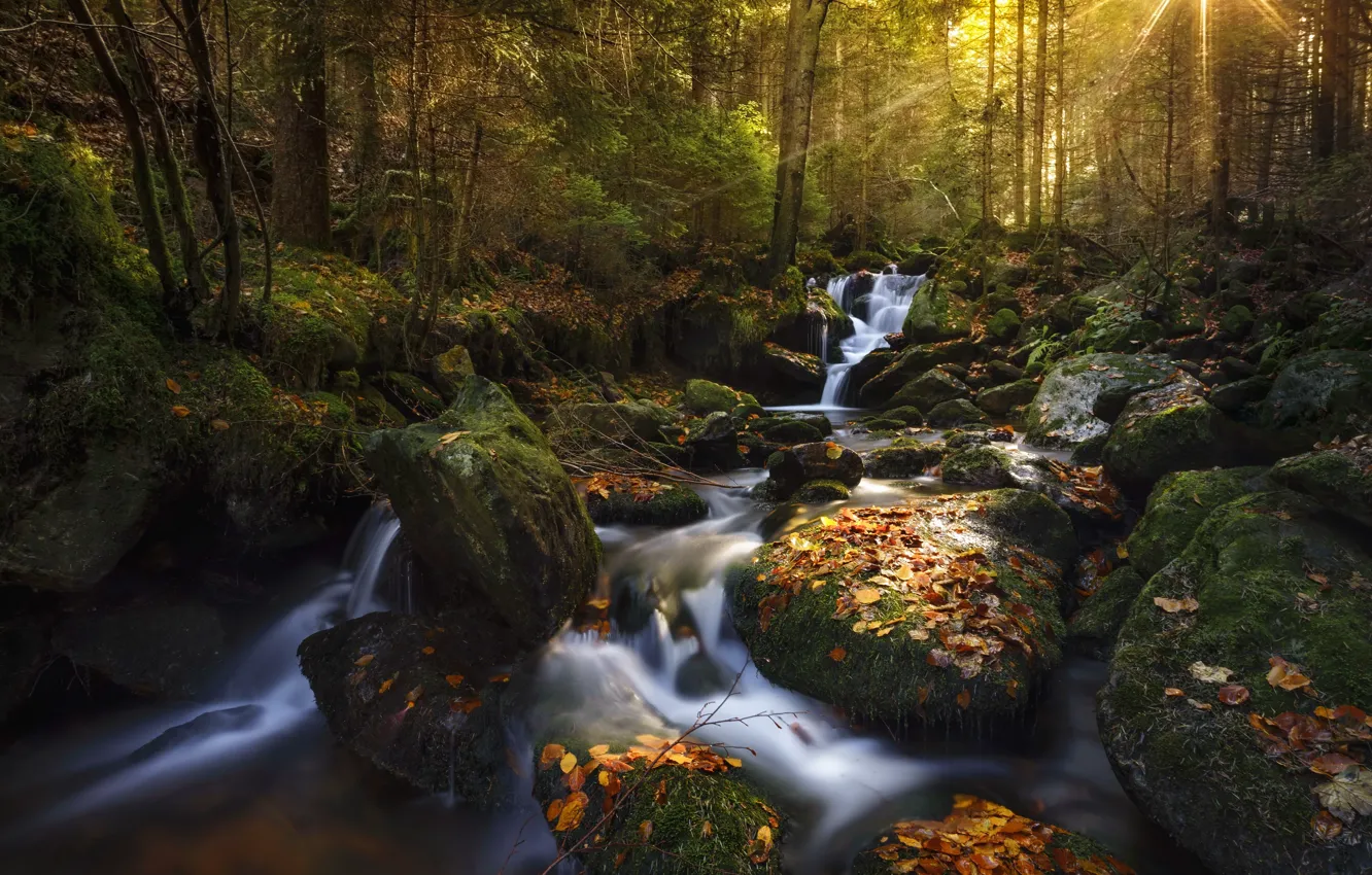 Photo wallpaper autumn, forest, nature