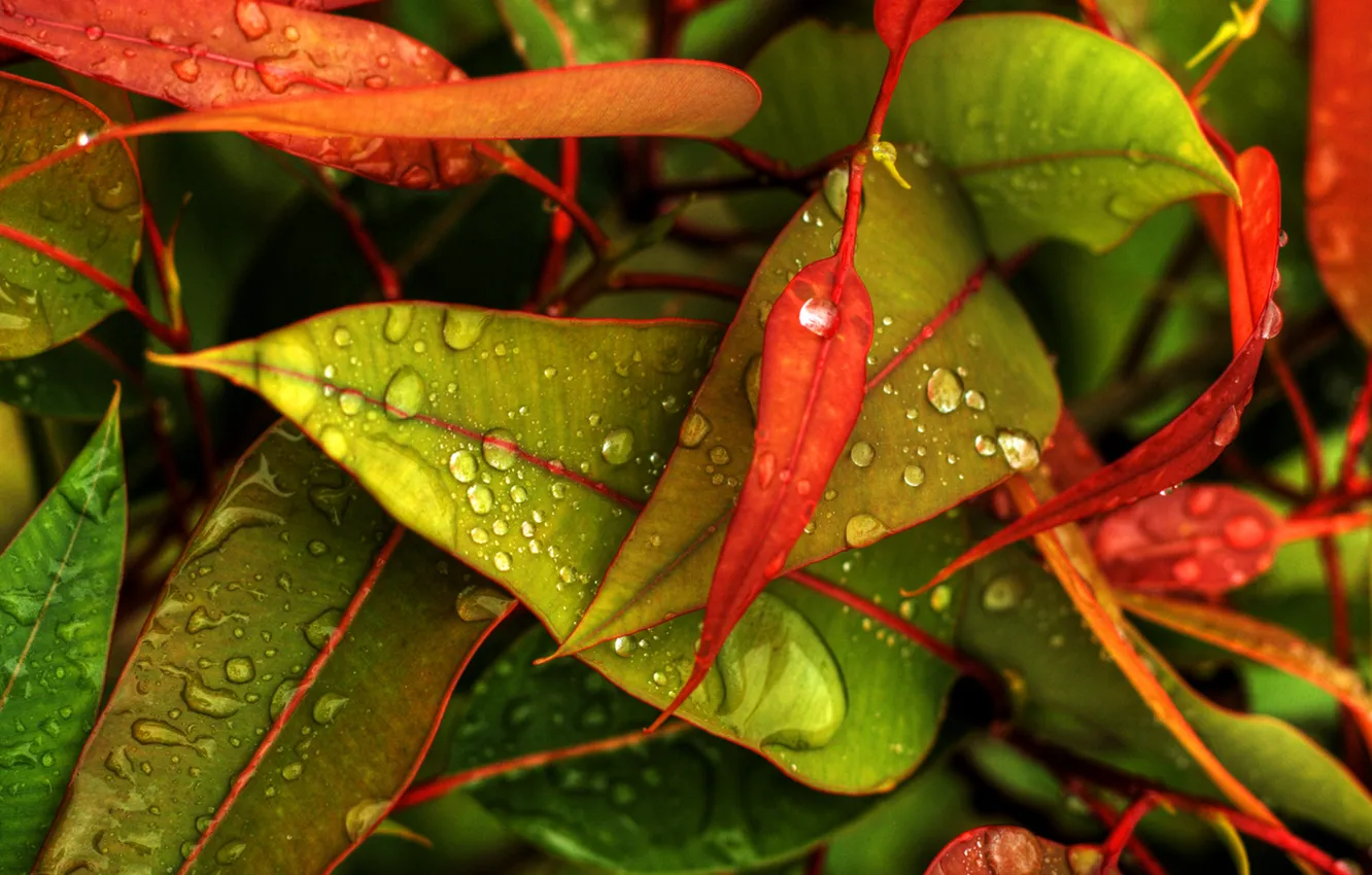 Photo wallpaper autumn, droplets, leaves