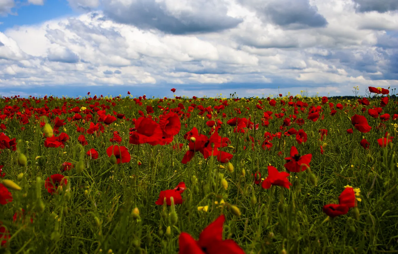 Photo wallpaper the sky, clouds, flowers, red, Maki, poppy field