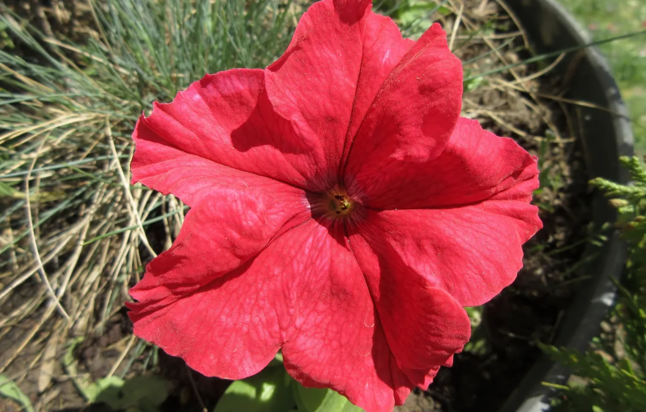 Photo wallpaper red, Petunia, spring 2018, Meduzanol ©