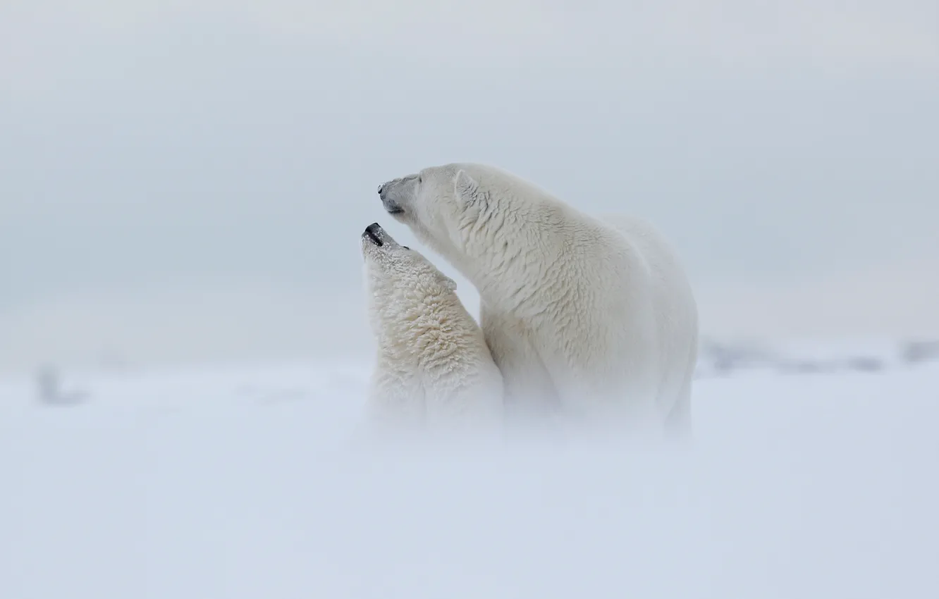 Photo wallpaper winter, white, the sky, snow, love, nature, fog, background