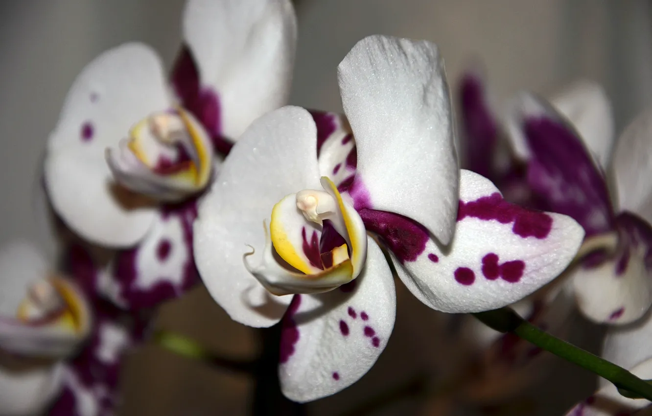 Photo wallpaper flower, purple, Orchid, pot, Phalaenopsis