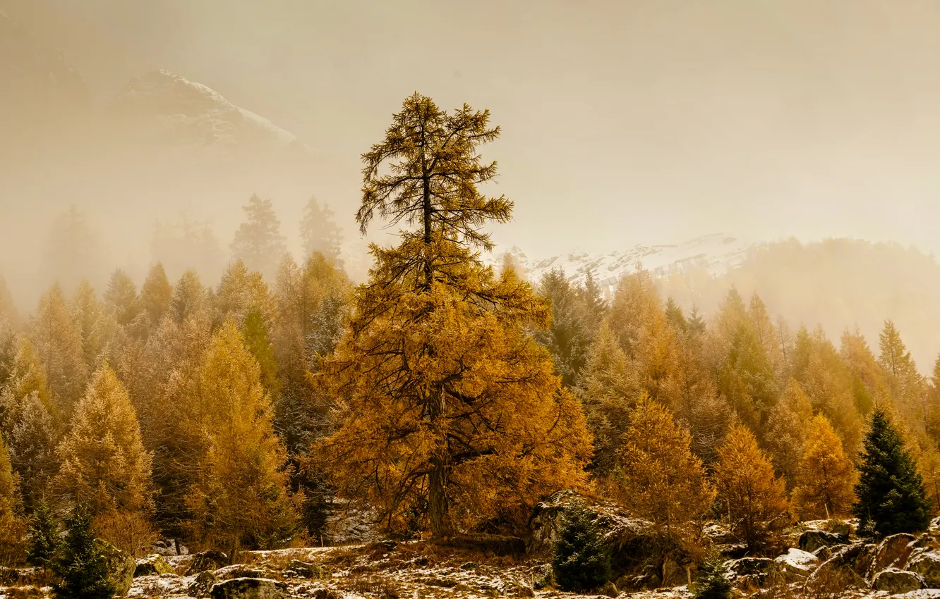 Photo wallpaper autumn, trees, larch
