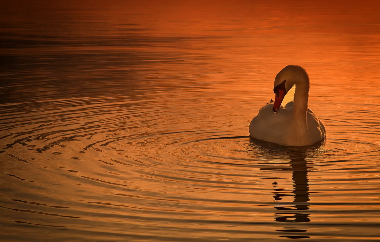 Photo wallpaper sunset, nature, bird, swans