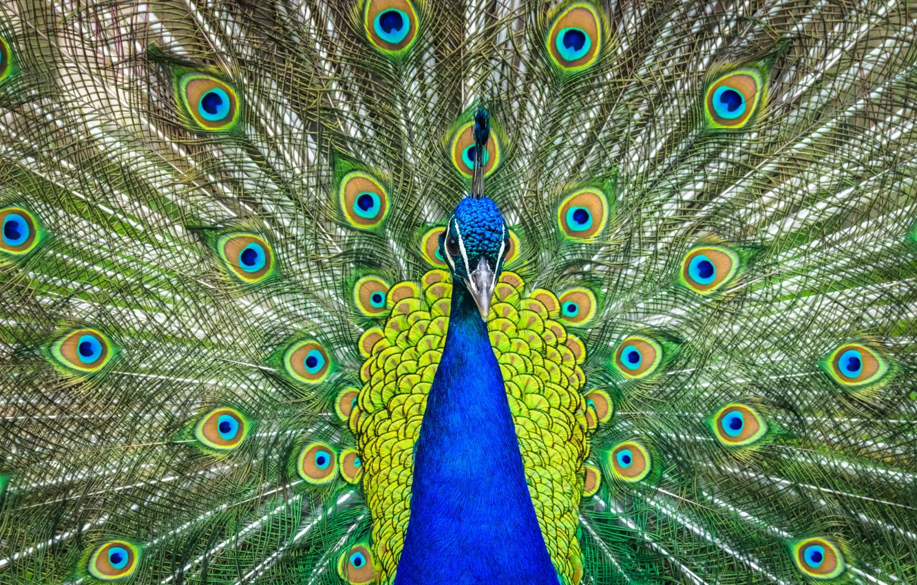 Photo wallpaper grass, blue, nature, green, bird, pattern, feathers, tail