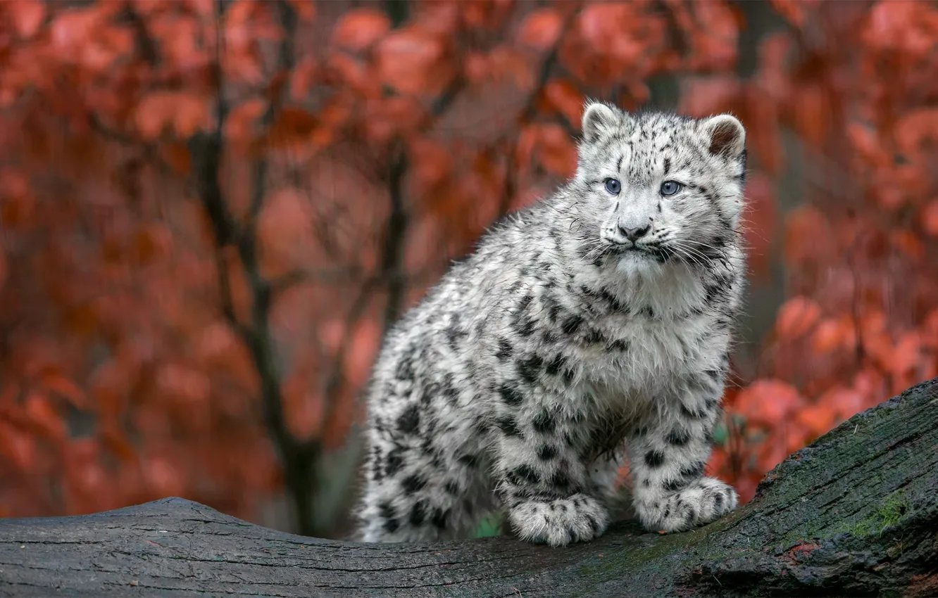 Photo wallpaper cat, wet, snow leopard, small