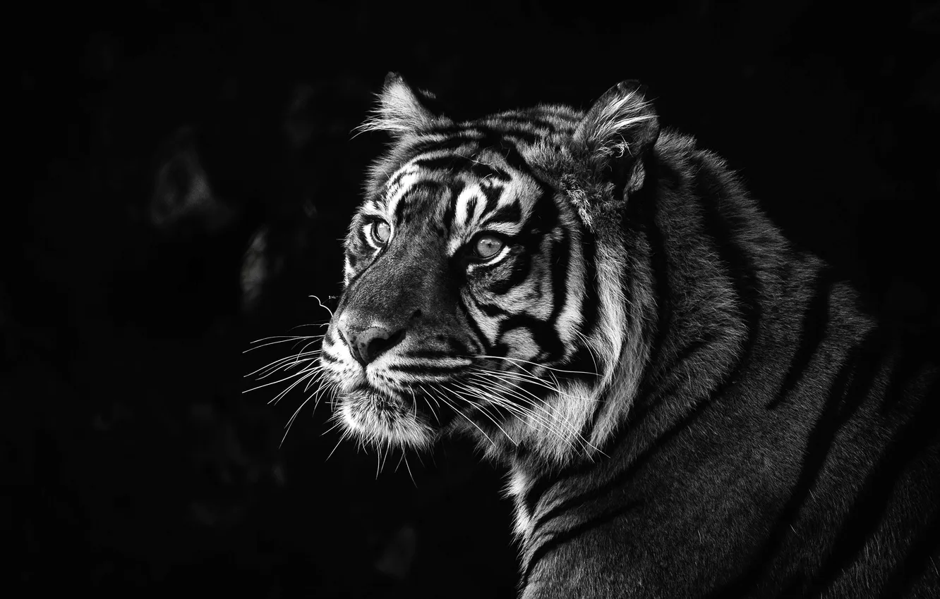 Photo wallpaper look, face, tiger, predator, black and white, big cat