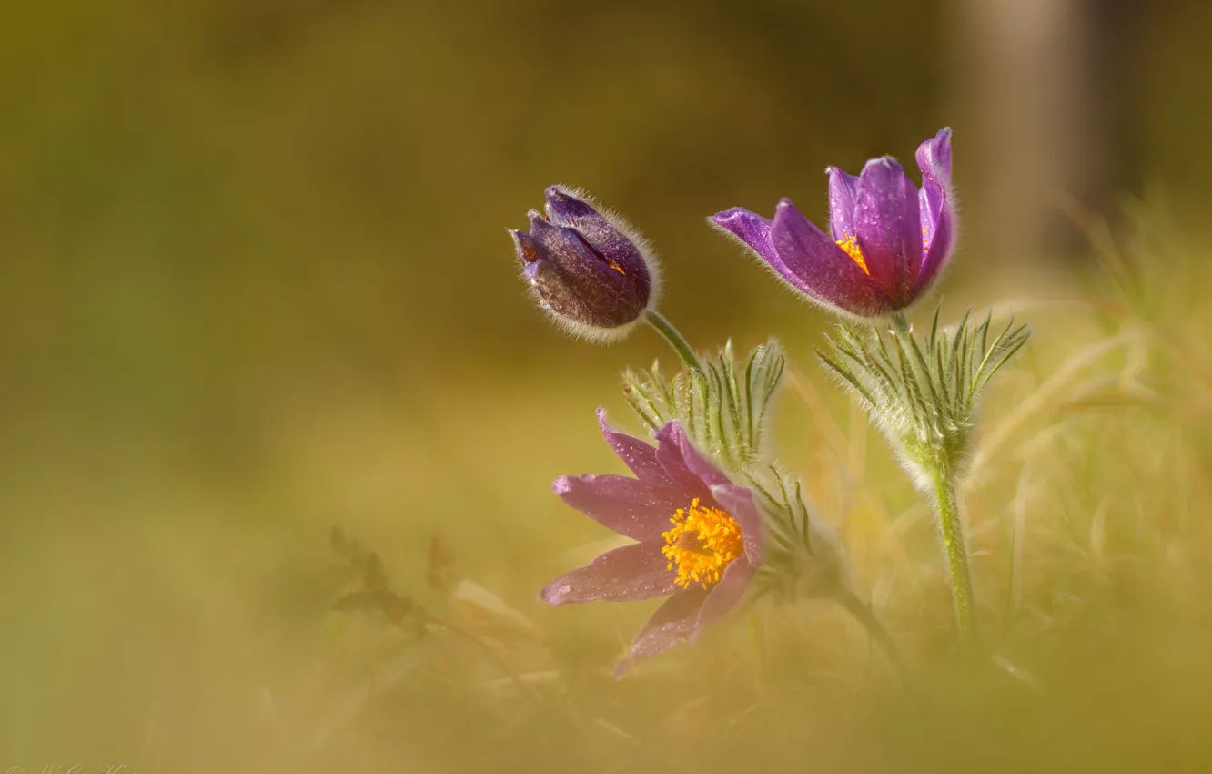 Photo wallpaper flowers, nature, spring