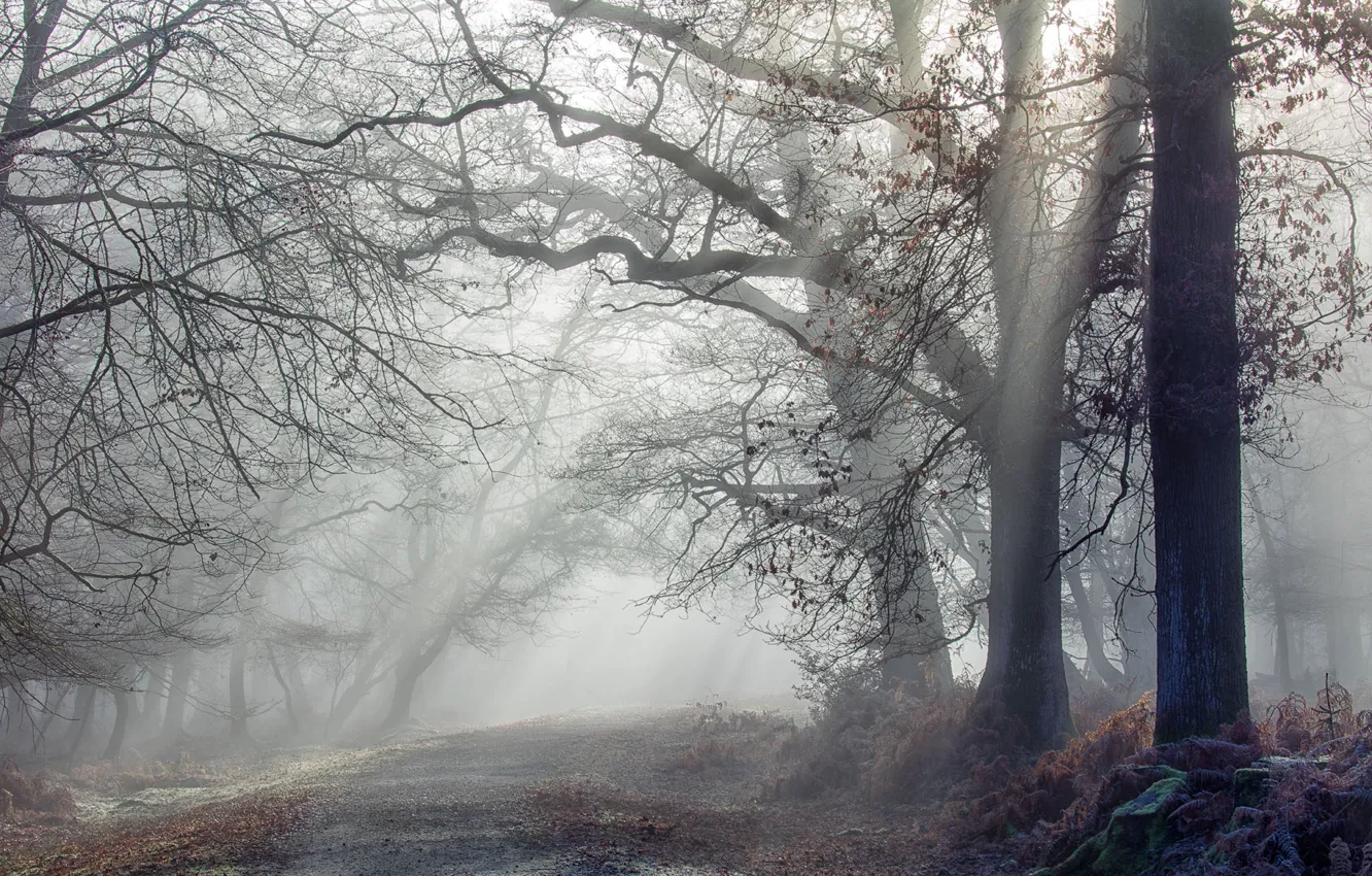 Photo wallpaper road, forest, fog, morning