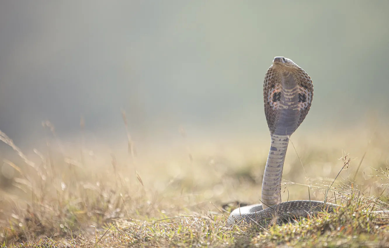 Photo wallpaper nature, pose, glade, snake, Cobra