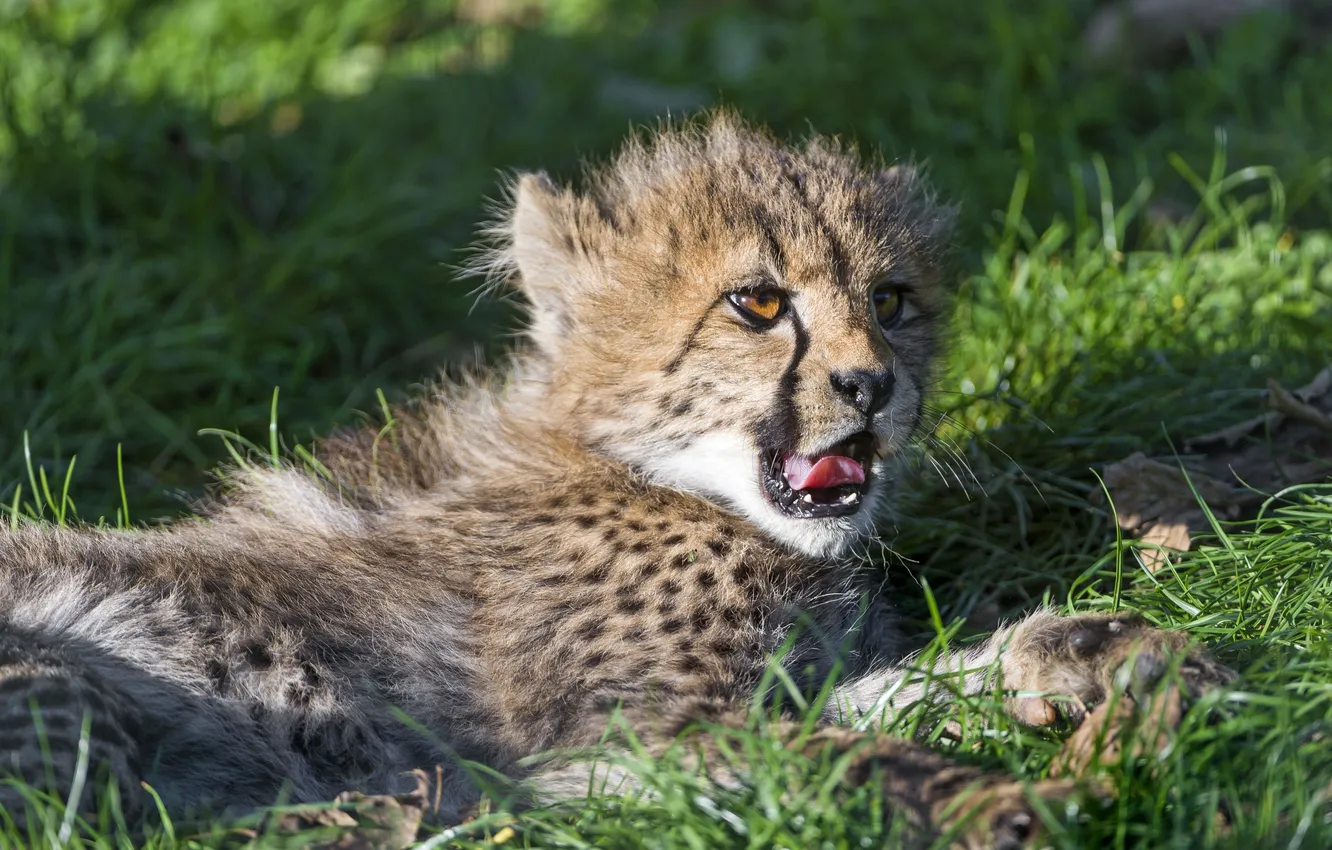 Photo wallpaper language, cat, grass, stay, Cheetah, cub, kitty, ©Tambako The Jaguar