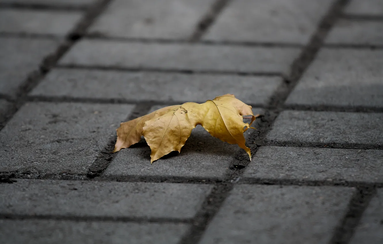Photo wallpaper autumn, sheet, the sidewalk