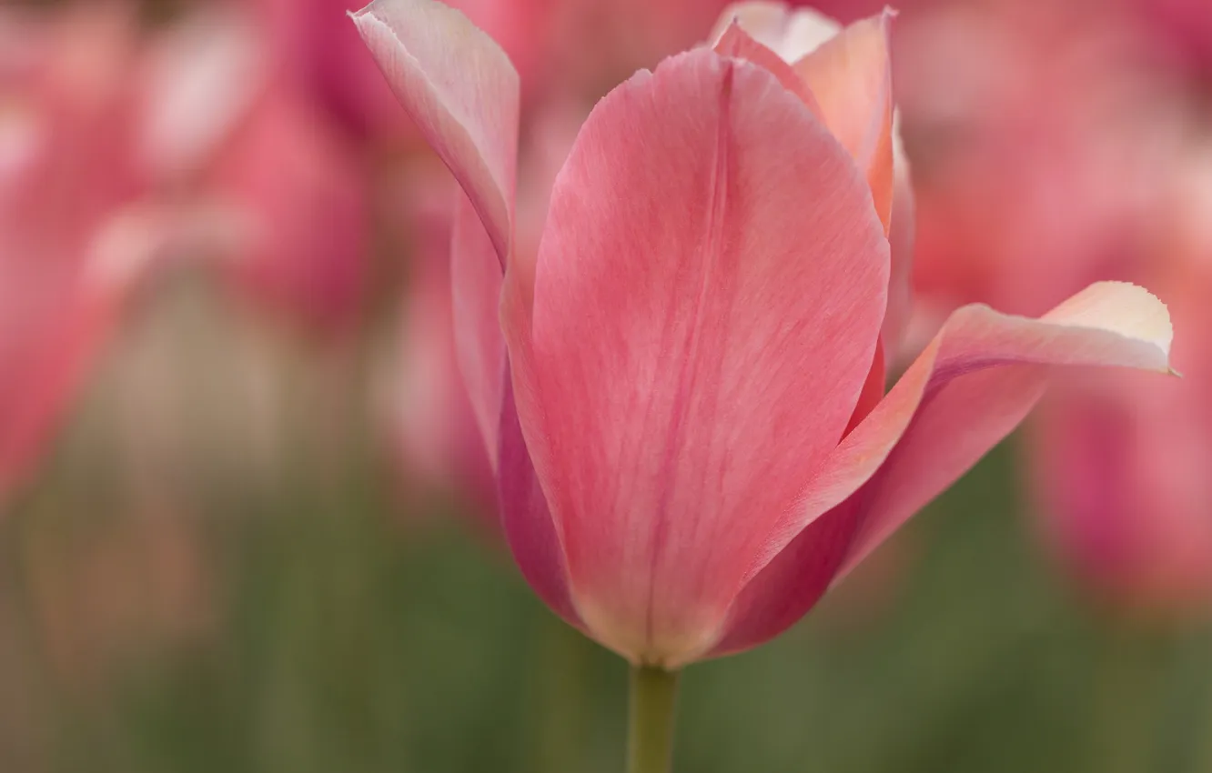Photo wallpaper macro, pink, Tulip, petals, Bud