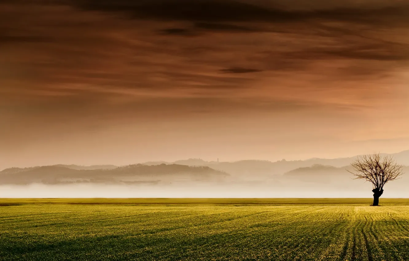 Photo wallpaper field, trees, landscape, sunset