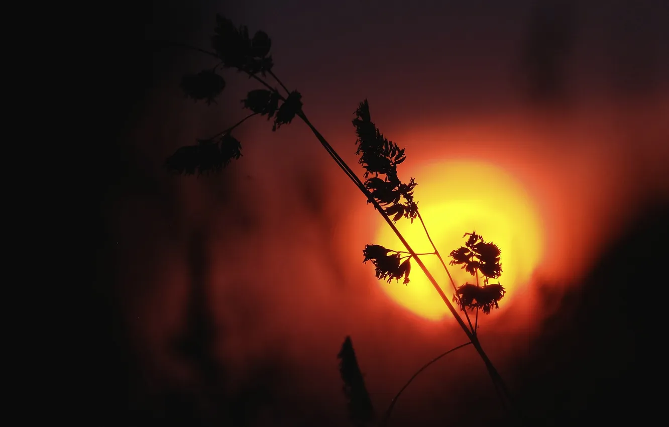 Photo wallpaper grass, sunset, plant, silhouette, glow