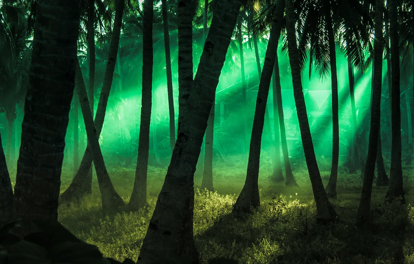 Photo wallpaper grass, rays, trees, trunk