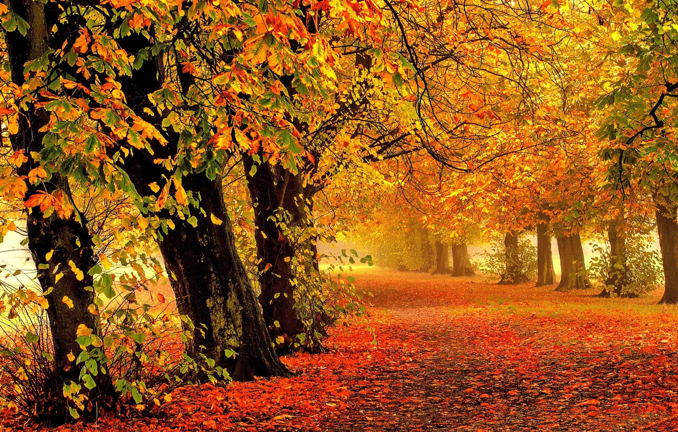 Photo wallpaper road, autumn, forest, leaves, trees, branches, nature, Park