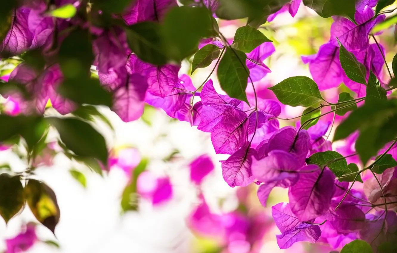 Photo wallpaper tropics, exotic, bougainvillea
