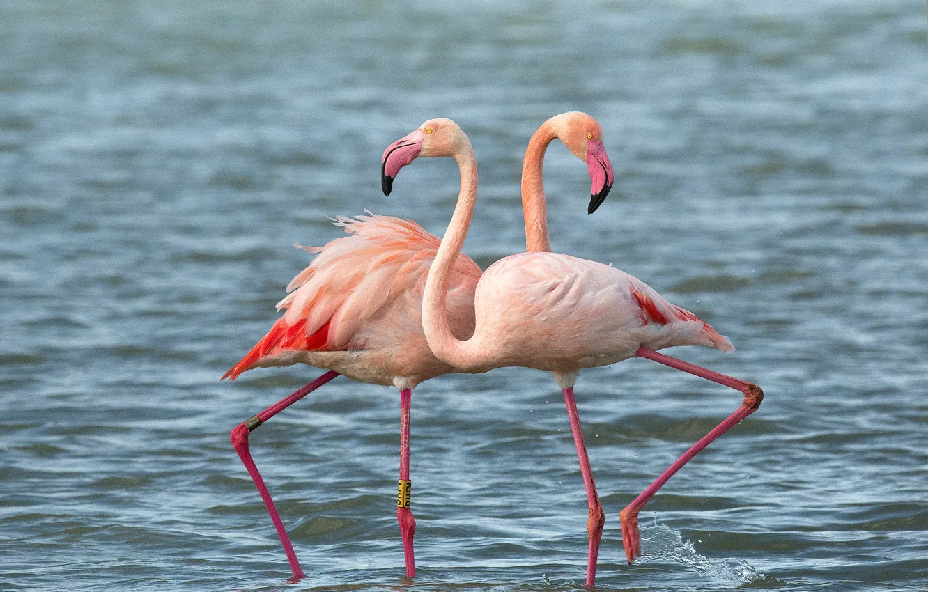 Photo wallpaper water, birds, a couple, Duo, Flamingo
