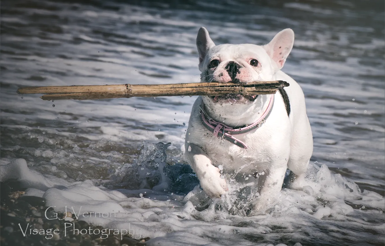Photo wallpaper sea, dog, stick, GJ-Vernon