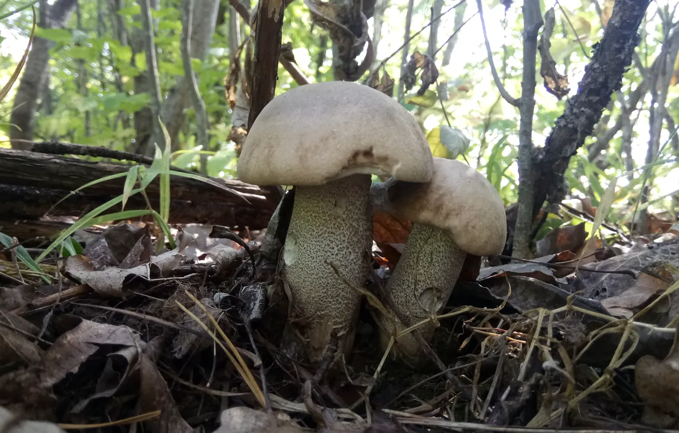 Photo wallpaper forest, leaves, mushroom