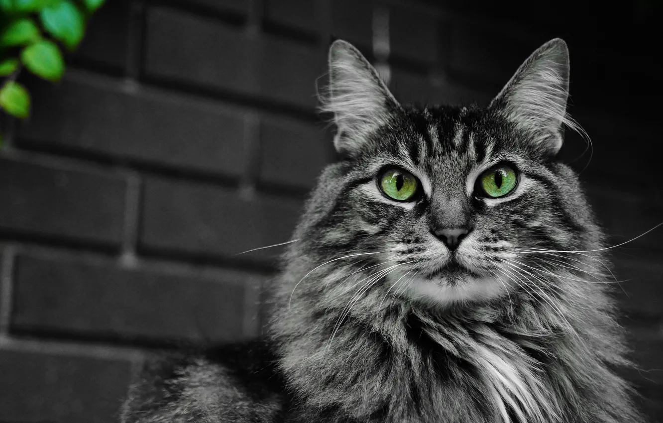 Photo wallpaper cat, eyes, cat, mustache, face, fluffy, green