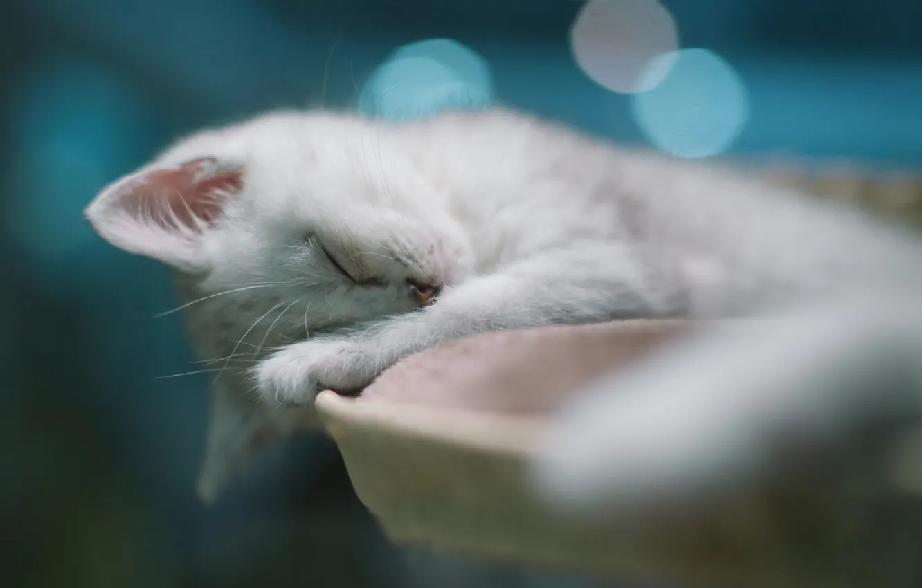 Photo wallpaper cat, cat, sleeping, kitty, bokeh