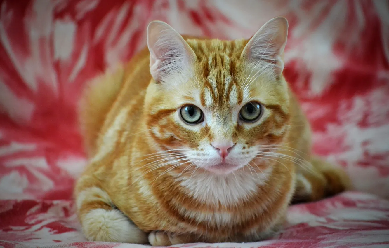 Photo wallpaper cat, cat, look, face, pose, background, portrait, red