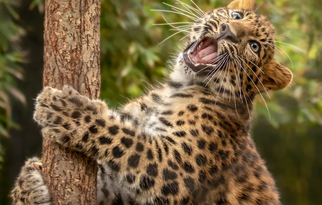 Photo wallpaper leopard, cub, kitty, wild cat
