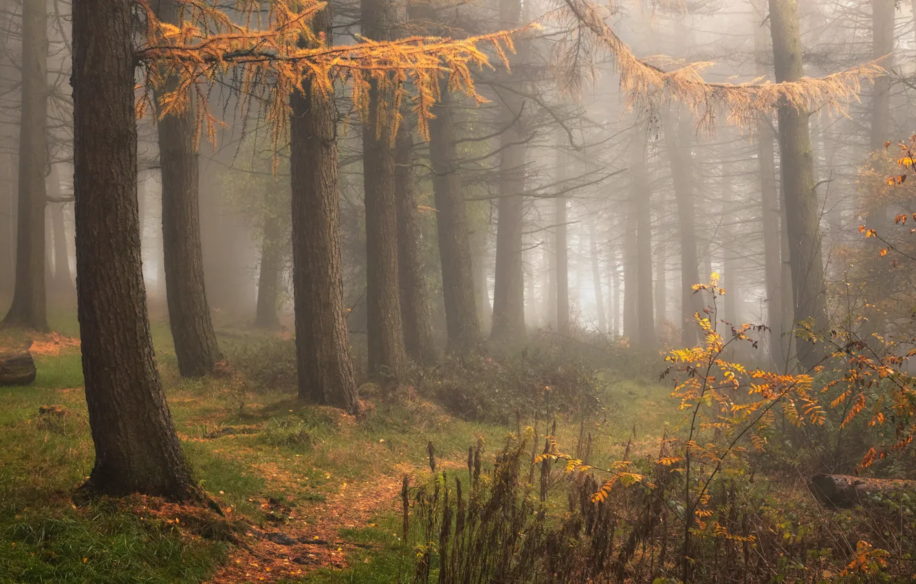 Photo wallpaper autumn, forest, trees, branches, nature, fog, morning, haze