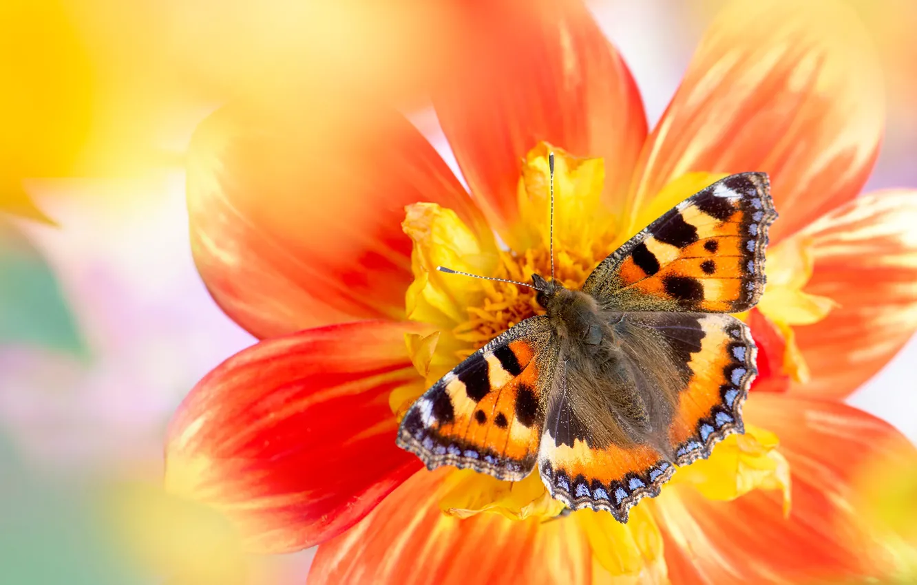 Photo wallpaper flower, macro, yellow, red, background, butterfly, blur, insect