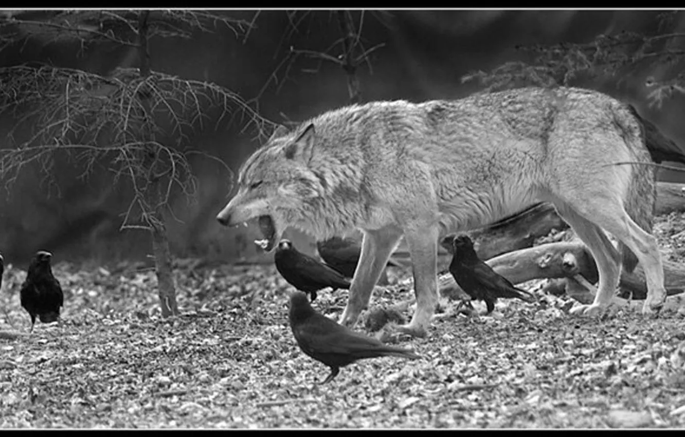 Photo wallpaper Predator, nature, snow, face, animal, wolf, canis lupus, wildlife