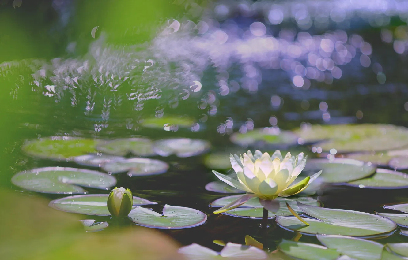 Photo wallpaper white, water, buds, Nymphaeum